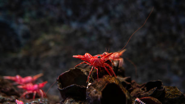istock Hinge- beak shrimp, It is beautiful small shrimp in fish tank. 1135016241