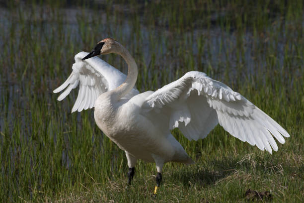 istock Trumpeter swan in pond in Yellowstone 1135016864