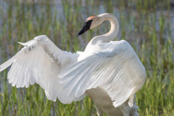 istock Trumpeter swan in pond in Yellowstone 1135016950