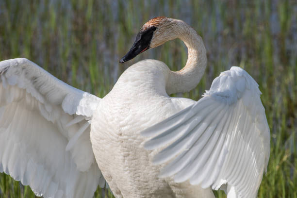 istock Trumpeter swan in pond in Yellowstone 1135016979