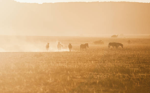 istock Wildlife in Safari 1135017048