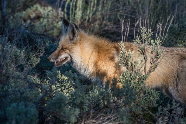istock Red fox hiding food for another day in Yellowstone 1135019683