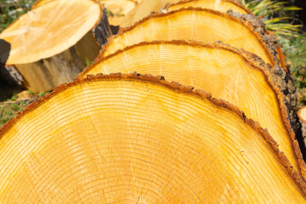 istock Sawn tree rounds closeup of circle patterns of a cut tree showing annual growth 1135019723