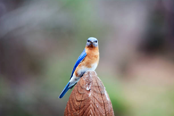 istock Eastern Bluebird looking at you on post 1135019917