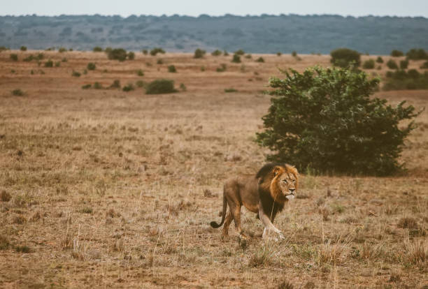 사파리의 야생 동물 - lion africa safari south africa 뉴스 사진 이미지