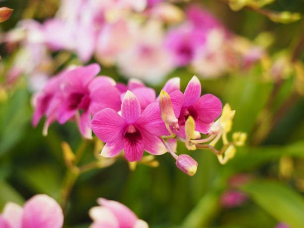 istock pink orchid bouquet and green leaves 1135023408