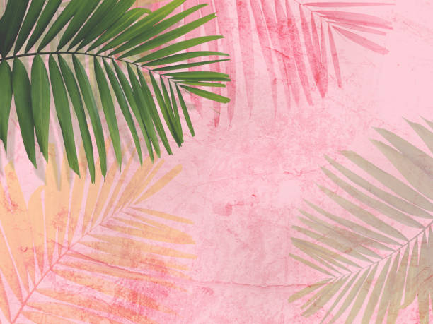 istock green palm leaves over pink concrete wall 1135023461