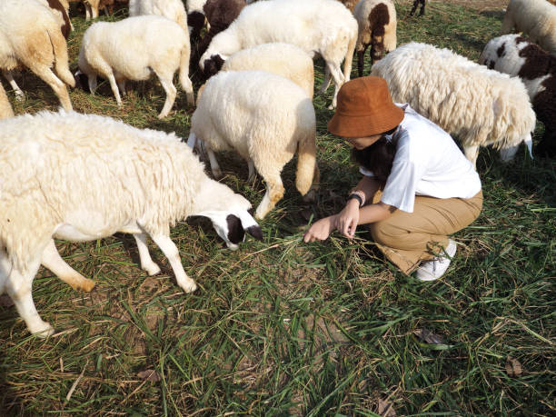 istock girl playing and feeding sheep 1135024246