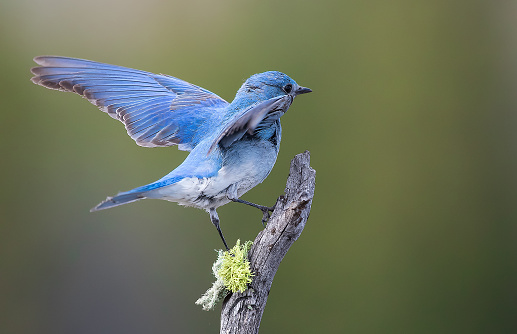 Mountain Bluebird pair flying about.