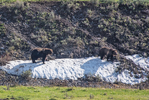 Grizzly bears on carcass with is all gone with bald eagle fly by. Looks like a large male and female bear. In the end the male tries to get female to leave but she stays.