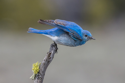 Mountain Bluebird pair flying about.