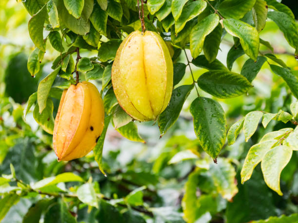 guardare la sezione trasversale del frutto della stella ha una bellissima forma a stella. in giappone, la coltivazione è attualmente in corso nella prefettura di okinawa, ecc. - starfruit foto e immagini stock