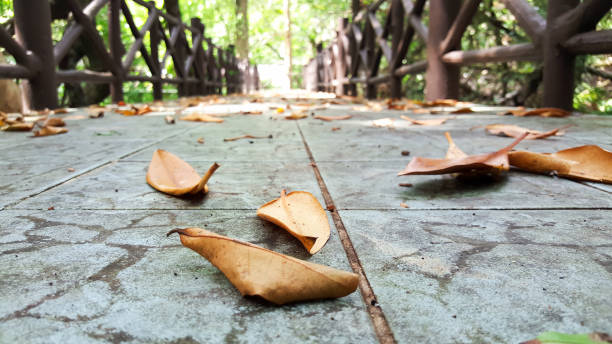 istock mangrove forest in thailand 1135028351