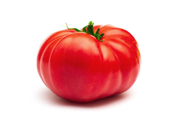 große gentechnisch veränderte tomate auf weißem hintergrund - genetic modification dna tomato genetic research stock-fotos und bilder