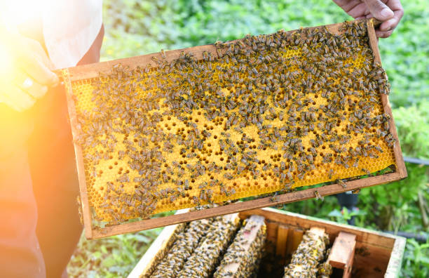 istock Beekeeper is working with bees and beehives on the apiary. 1135029194