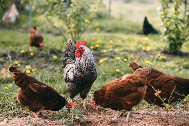istock Rooster standing among a group of chickens on a farm 1135029365