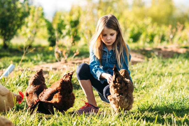istock Girl feeding hens at the farm 1135029368