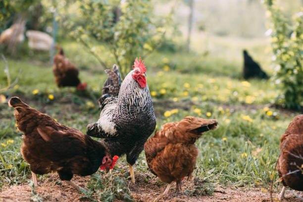 istock Rooster standing among a group of chickens on a farm 1135029376