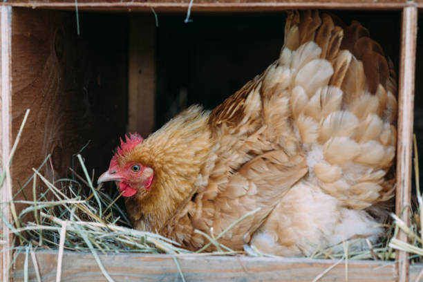 istock A hen sitting in a nestbox. 1135029385
