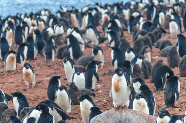 istock Adelie Penguins on Paulet Island 1135030088