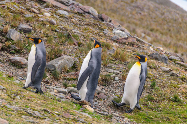 três rei pinguins no louro de fortuna - south georgia falkland islands mode of transport nature - fotografias e filmes do acervo