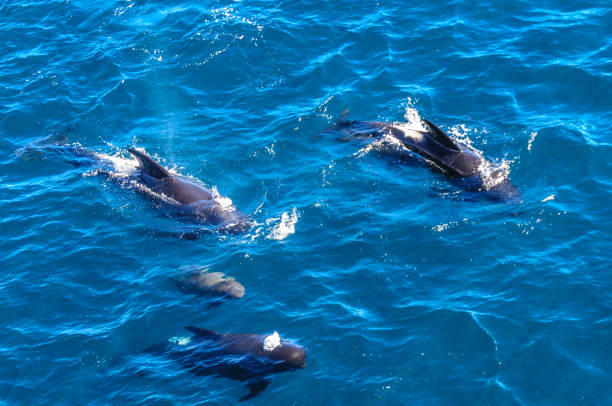 istock Long-Finned Pilot Whales in the Southern Atlantic Ocean 1135030094