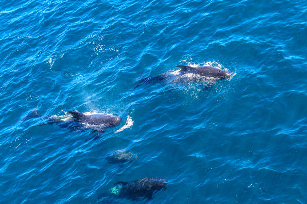 istock Long-Finned Pilot Whales in the Southern Atlantic Ocean 1135030099