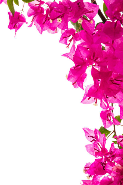 bougainvilleas isolated on white blackground