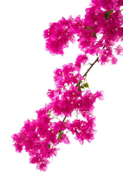 istock bougainvilleas isolated on white 1135030185