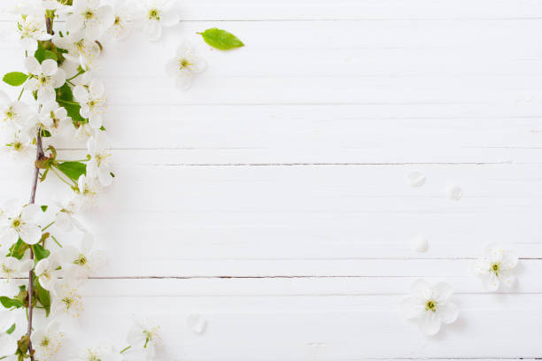 istock spring flowers on white wooden background 1135032145