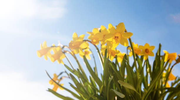 istock Spring flowers, yellow daffodils on blue sky background 1135032962