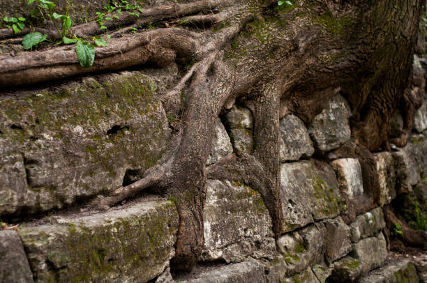 istock background from an old wall erected from rough gray granite stones with green moss and sprouted between the stones of the roots of a tree. 1135033190