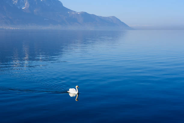 istock white swan swimming on the lake 1135037374