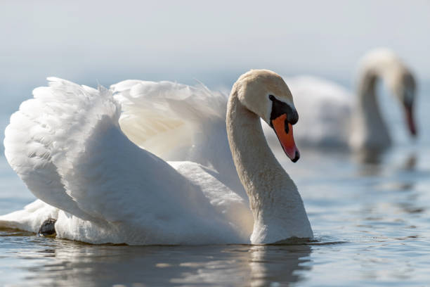 istock Swan on blue lake water in sunny day 1135038355