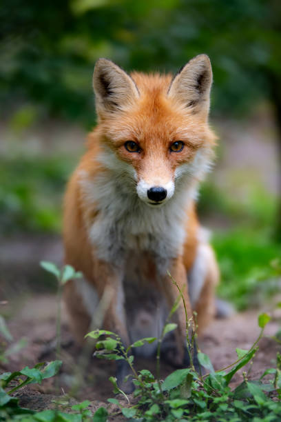 istock Wild young red fox (vulpes vulpes) vixen scavenging in a forest 1135038365