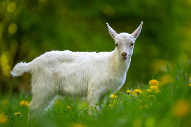 istock White baby goat standing on green grass 1135038385