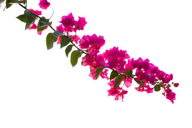 istock bougainvilleas isolated on white background 1135040477