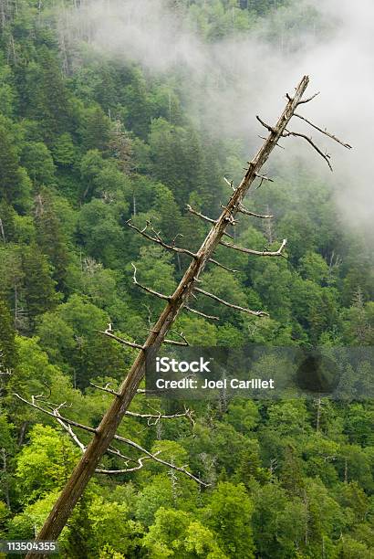 Dead Tree In Great Smoky Mountains National Park Stock Photo - Download Image Now - Acid Rain, Appalachia, Appalachian Mountains