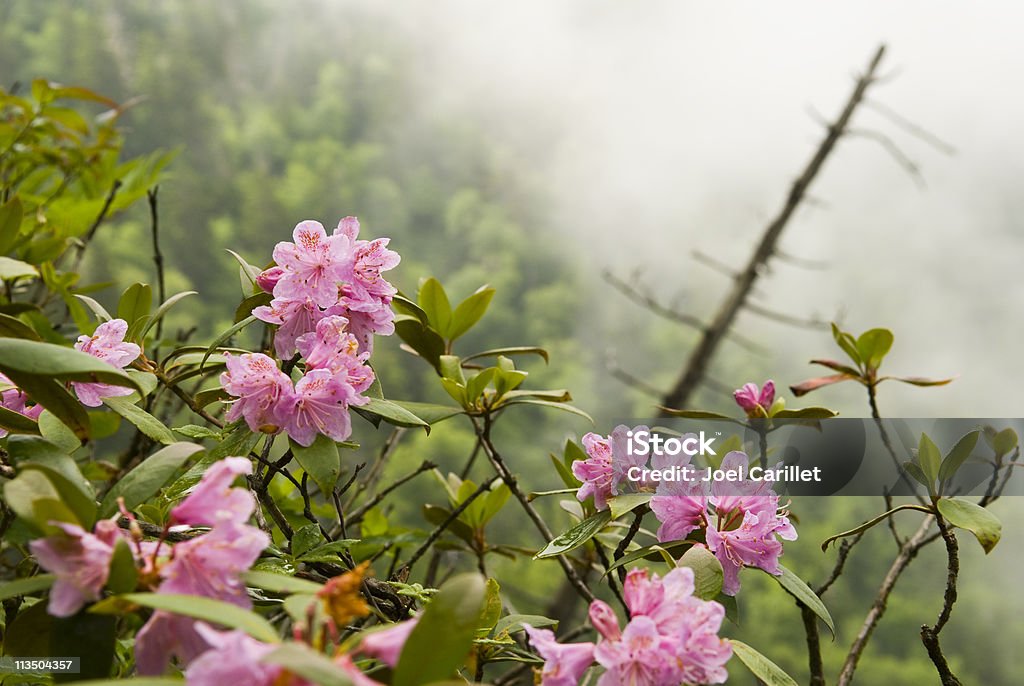 로도덴드론 잎과 in Mist - 로열티 프리 로도덴드론 스톡 사진