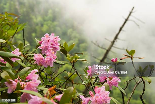 로도덴드론 잎과 In Mist 로도덴드론에 대한 스톡 사진 및 기타 이미지 - 로도덴드론, 그레이트 스모키 산맥, 산 월계수