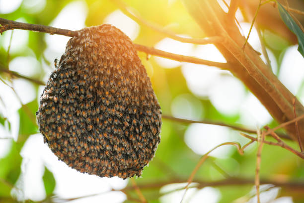 istock Swarm beehive Honeycomb on tree nature green background 1135045197