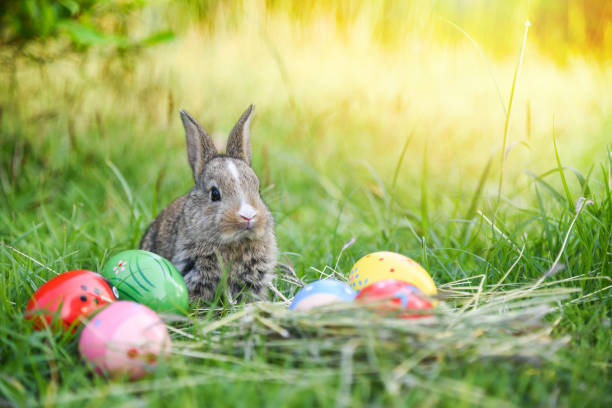 istock Easter bunny hunt easter egg on green grass nature background 1135045216