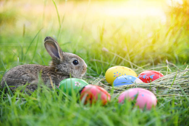 istock Easter bunny and Easter eggs on green grass outdoors 1135045217