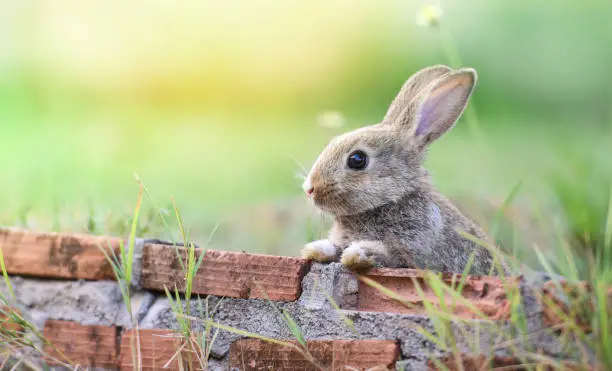 Photo of Cute rabbit sitting on brick wall and green field spring meadow / Easter bunny hunt for easter egg