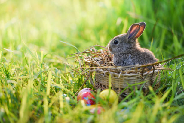 istock Easter bunny and Easter eggs on green grass outdoor / Little brown rabbit 1135045232