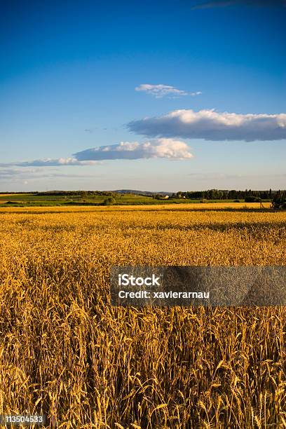 Di Grano - Fotografie stock e altre immagini di Agricoltura - Agricoltura, Albero, Allegro