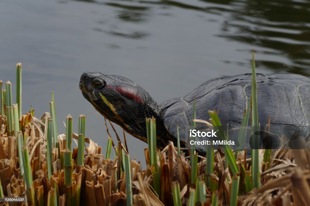 turtle in pond with grass Amphibian Stock Photo