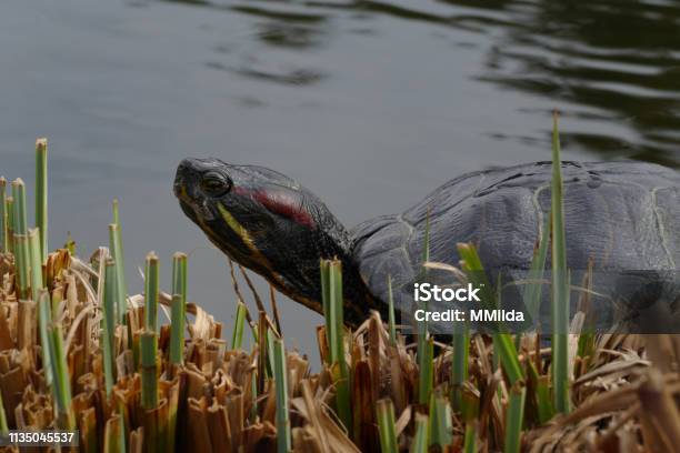 Turtle In Pond With Grass Stock Photo - Download Image Now - Amphibian, Animal, Animal Shell