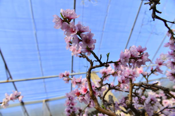 In full bloom in the peach blossom In full bloom in the peach blossom Nectarine stock pictures, royalty-free photos & images