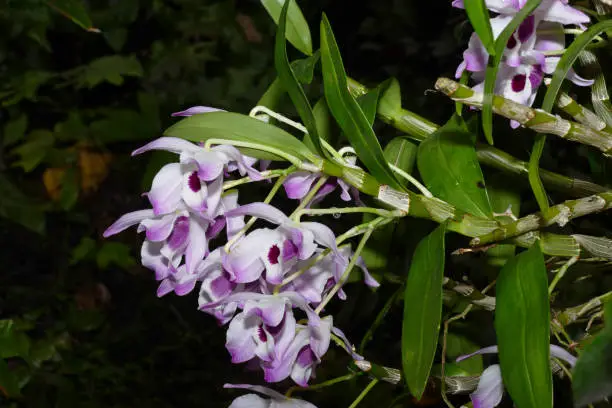 Photo of nice colorfull orchidea floret with leaf